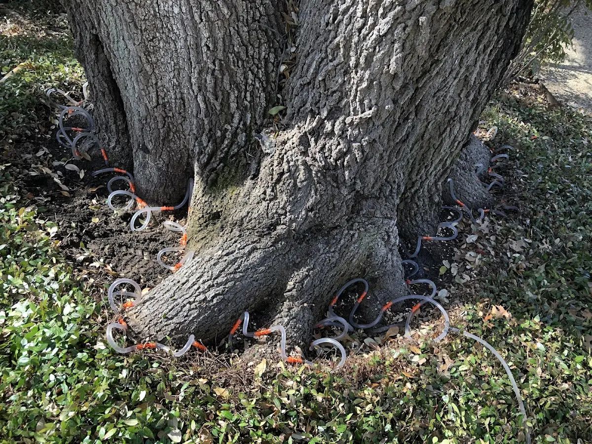 Detailed Tree Cabling and Bracing job site in Prairie