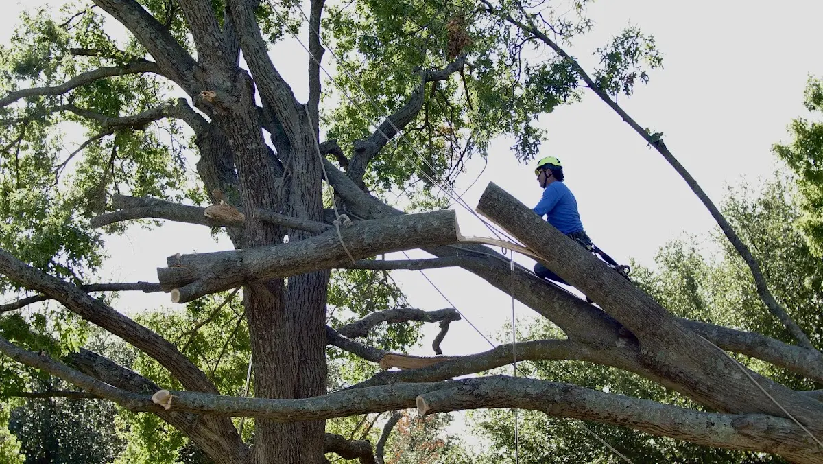 Professional Hazardous Tree Removal performed by certified arborists in Prairie